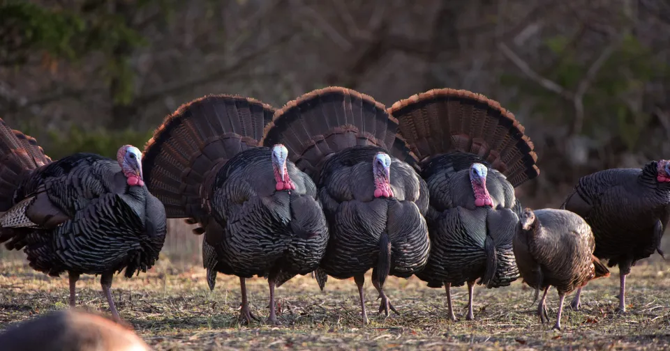 American Thanksgiving and What it Means for the Rangers